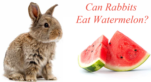fruits-that-rabbits-can-eat-food-keg